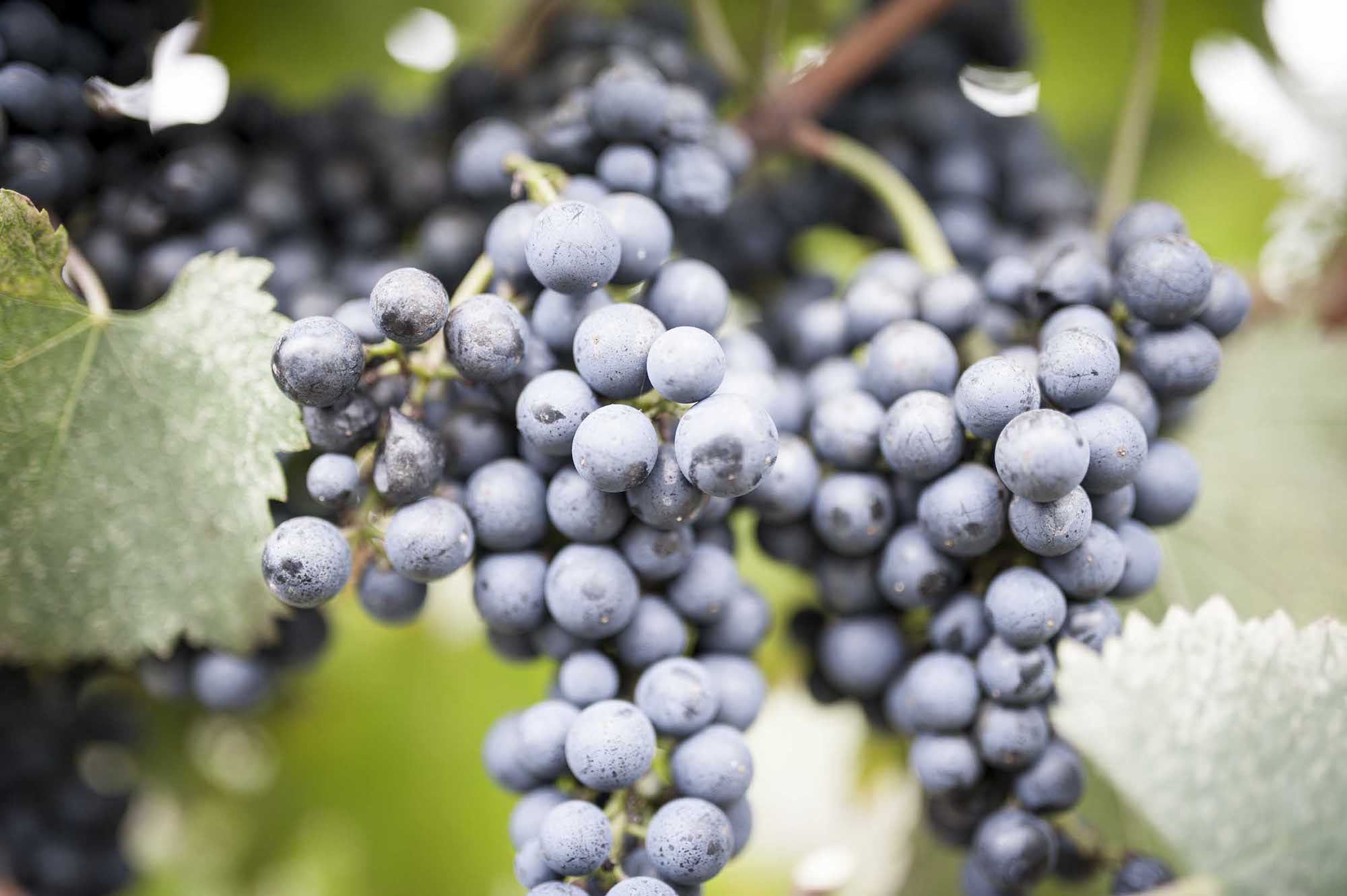 Come siamo diventati Vignaioli