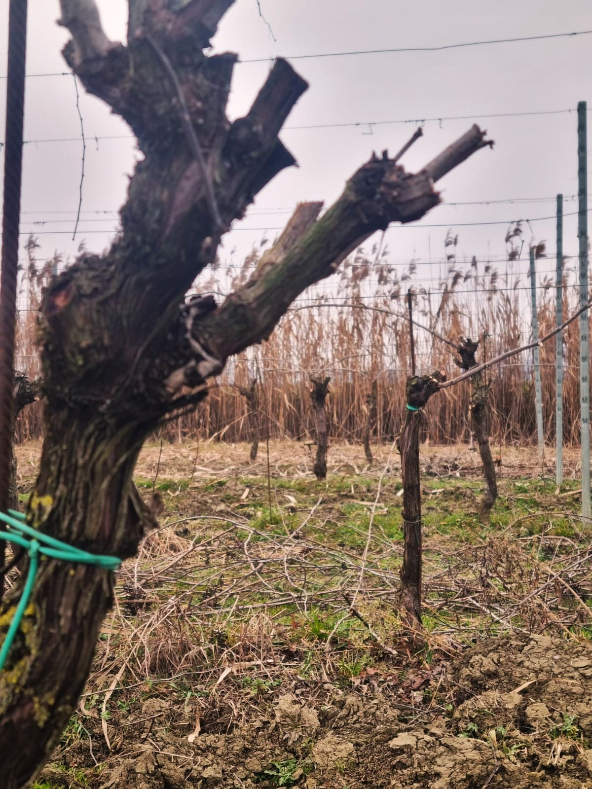 Gennaio in vigna e in cantina: potatura, Guyot e travasi