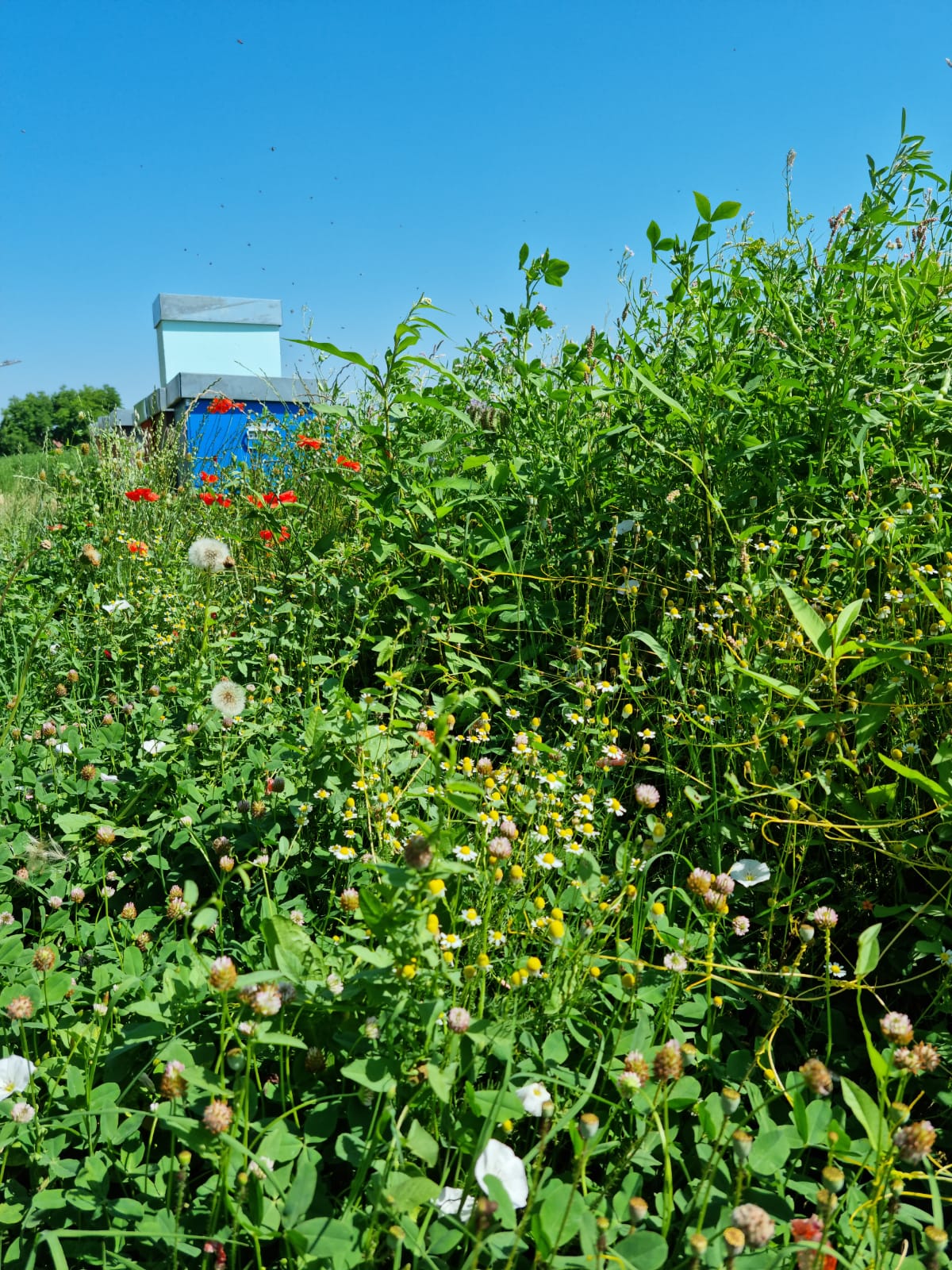 biodiversità1