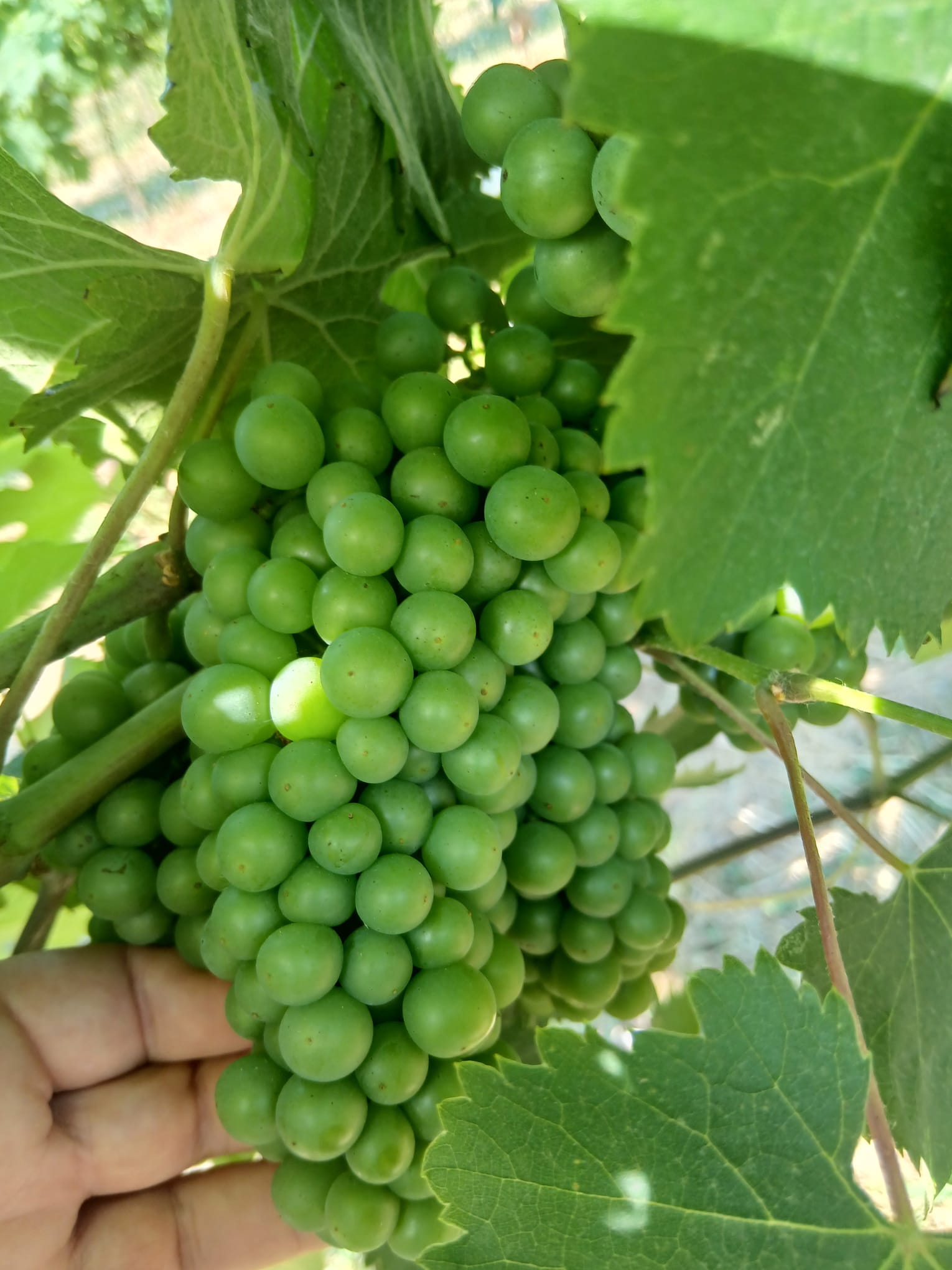 Giugno in vigna: caldo, gestione del verde e attenzione quotidiana